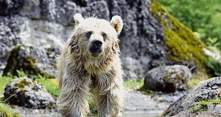 <b>Richtung Italien.</b> B&auml;ren wandern weit. Hier ein Bild eines Braunb&auml;ren vom Tierpark Goldau.