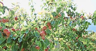 Schmackhaft. Die Obstbauern freuen sich &uuml;ber eine gute Aprikosenernte.