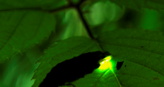 N&auml;chtliches Liebeslicht: Ein Leuchtk&auml;fer-Weibchen auf M&auml;nnchensuche.