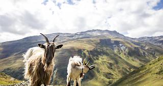 Ziegen seien in der Lage die Emotionsschwankungen ihrer Artgenossen wahrzunehmen. Das helfe, den sozialen Zusammenhalt der Gruppe zu st&auml;rken. (Symbolbild)
