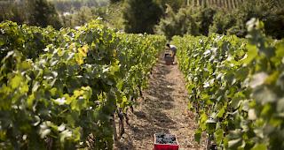 Beim Weltkongress f&uuml;r Rebe und Wein in Genf stehen w&auml;hrend einer Woche unter anderem der Klimawandel, die Erwartungen der Konsumenten und der Umweltschutz im Mittelpunkt. 