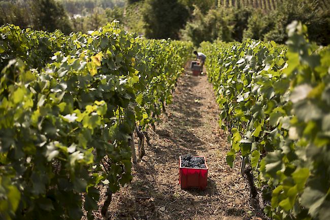 Beim Weltkongress für Rebe und Wein in Genf stehen während einer Woche unter anderem der Klimawandel, die Erwartungen der Konsumenten und der Umweltschutz im Mittelpunkt. 