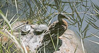 Ausgesetzt. Zwei der artfremden Schildkr&ouml;ten im Brig-Gliser Biotop: Sie suchen sich neben einem Entenweibchen einen Platz an der Sonne. 