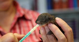 F&uuml;tterungszeit. Alle zwei Stunden wird der kleine Waldbewohner mit Hundemilch gef&uuml;ttert. 