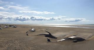 Unklare Todesursache. W&auml;hrend einer Helikoptertour sind Touristen auf Island auf rund 50 tote Grindwale gestossen.