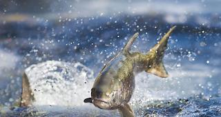 In Kanada versperrt ein Wasserfall Millionen von Lachsen den Weg zu ihren Laichgr&uuml;nden. Kanadas Regierung und die Provinz British Columbia wollen den Fischen helfen. 