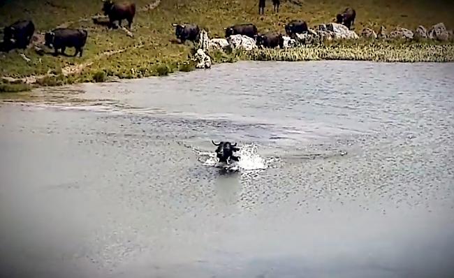 Anstatt den Weiher trockenen Fusses entlang des Ufers zu umrunden, stürzt sich die Eringerkuh ins kühle Nass.