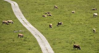 Zu trocken. Im Kanton Waadt d&uuml;rfen die Bauern ihre K&uuml;he ab sofort auch auf Biodiversit&auml;tsf&ouml;rderfl&auml;chen weiden lassen. (Symbolbild)