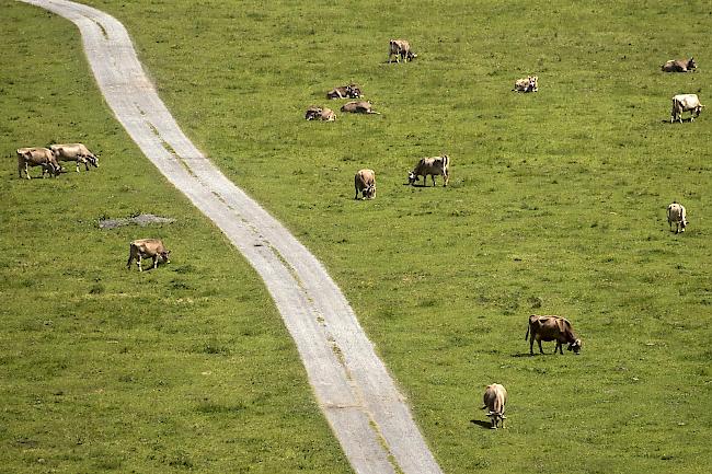 Zu trocken. Im Kanton Waadt dürfen die Bauern ihre Kühe ab sofort auch auf Biodiversitätsförderflächen weiden lassen. (Symbolbild)