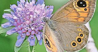 Das Braunauge. Ihn trifft man im Oberwallis noch h&auml;ufig an.