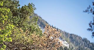 Ausgetrocknet. Und baldiger Tod.