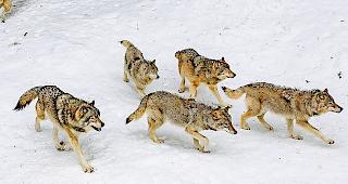 Muss das Lehrmaterial bez&uuml;glich Grossraubtieren angepasst werden?