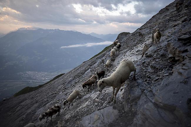 1500 Schafe wanderten am Dienstag unter dem Gipfel des Falknis (2562 Meter) von einer Weide zur anderen.