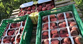 Die neue Plattpfirsichsorte fein verstaut bei der Pr&auml;sentation auf dem Gutsbetrieb von Ch&acirc;teuaneuf.