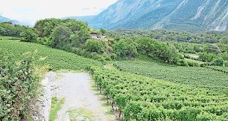 Platz f&uuml;r beides. Die sanfte H&uuml;gellandschaft mit den W&auml;ldchen konnte gerettet werden.