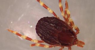 Hyalomma marginatum ist deutlich gr&ouml;sser als einheimische Zeckenarten und leicht an den geringelten Beinen zu erkennen. 