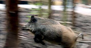 Die Wildschweine umringten einen 37-j&auml;hrigen Mann und seine 27-j&auml;hrige Begleitung, die Schutz auf einem Holzstoss fanden. (Symbolbild)