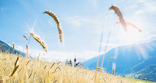 Goldige &Auml;hren. Der Cadi-Roggen gedeiht im Goms pr&auml;chtig und ertragreich.