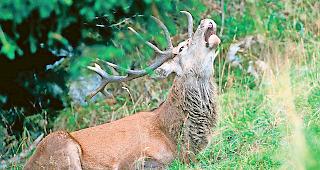 Rotwild. In einigen Regionen kommt es zur Nachjagd. (Symbolbild)