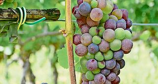 Traubenkehr. Seit Ende Juli beginnen die Trauben, Zucker einzulagern.