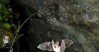 Der Allgemeinheit sind Flederm&auml;use immer noch weitestgehend unbekannt. In einer Brosch&uuml;re der DWFL wird nun &uuml;ber die &laquo;Tiere der Nacht&raquo; informiert. 