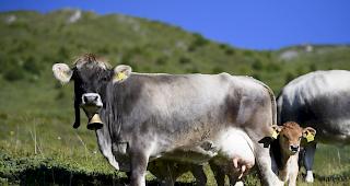 Mutterk&uuml;he haben im Sommer 2014 eine Wanderin zu Tode getrampelt, als diese mit ihrem Hund an den Tieren vorbeigehen wollte. 