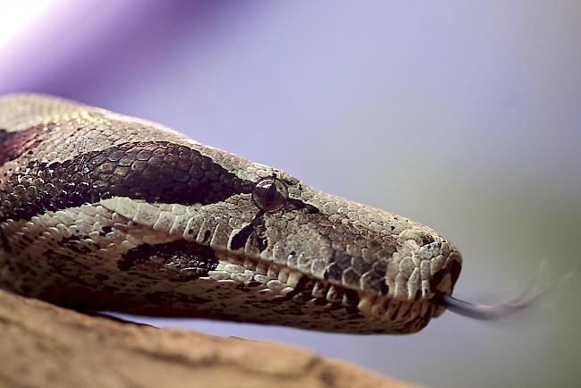 Boa Constrictor: Da die Art in der Schweiz nicht heimisch ist, muss die Schlange entweder mutwillig ausgesetzt worden oder entwischt sein. (Symbolbild)