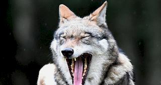 Ein Wolf in einem Wildpark-Gehege. (Symbobild)