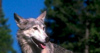 Im Val d'Illiez wurden mindestens f&uuml;nf Schafe Opfer einer Wolfsattacke.