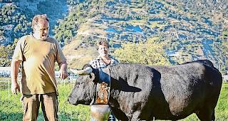 Ger&uuml;stet. Erstmelke &laquo;Ciara&raquo; von Elmar und Renate Ruffiner  aus Turtmann ist vorbereitet, um es mit den Kontrahentinnen  aus Savoyen (Fr) und dem Aostatal (It) aufzunehmen.Foto WB