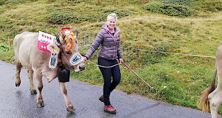 Die K&uuml;he kamen am Sonntag von der Alp zur&uuml;ck. Dies geschah dieses Jahr fr&uuml;her als sonst. Grund: Schneemeldungen.