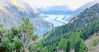 Aletschwald. Die Umweltorganisation Pro Natura hat keine Beschwerde gegen die Teil&ouml;ffnung des Jagdbanngebietes Aletsch eingelegt.Foto zvg