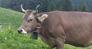 Gewissheit. Von &laquo;Waldi&raquo; fehlte eine Woche lang jede Spur. 