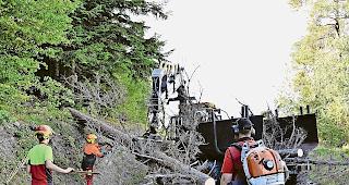 Zers&auml;gt. Die gef&auml;llten B&auml;ume werden direkt auf der Strasse zerlegt. Fotos WB