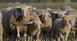 Die Wolle der Schafe war bereits mit Wasser vollgesogen. Das erschwerte die Rettung der Tiere. 