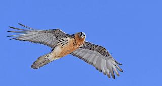 Bartgeier-Jungv&ouml;gel unternehmen 110 bis 130 Tage nach dem Schlupf ihren ersten Flug.