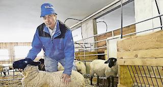 Lazarett. Sch&auml;fer Daniel Kreuzer in seiner Stallung in Oberwald bei der Pflege eines vom Wolf &shy;angegriffenen Lammes.
