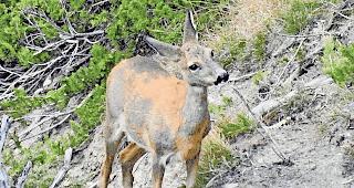 Reh. Zwei spanische Touristen sind im Mattertal beim Versuch, Rehe zu wildern, erwischt worden.Foto wb