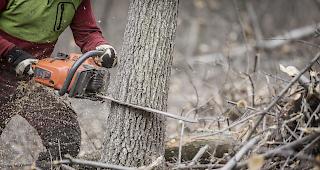 S&auml;gen am eigenen Ast? Schutzwaldpflege ist wichtig. Die Finanzierung bleibt vorerst unklar. 