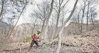 S&auml;gen am eigenen Ast? Schutzwaldpflege ist wichtig. Die Finanzierung bleibt vorerst unklar. 