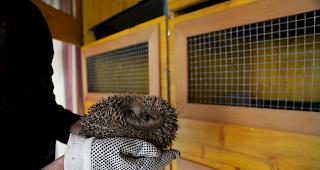 Vor dem Winterschlaf. Igelhelferin Ingrid Furrer hat in ihrer Station in Agarn bereits zehn Pfleglinge zu versorgen. 