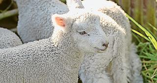 Mit der Ausrottung der &laquo;Moderhinke&raquo; soll das Tierwohl gest&auml;rkt werden.