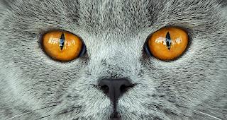 Der 42-J&auml;hrige muss zudem eine Geldstrafe von umgerechnet knapp 9000 Euro zahlen. Im Januar wurde bereits ein Taxifahrer wegen der T&ouml;tung der Katze zu zwei Jahren Gef&auml;ngnis verurteilt. (Symbolbild)