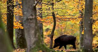 Vor dem Parlament wurde eine K&uuml;che aufgebaut, die den Demonstranten Polenta mit Wildschweinragout servierte.