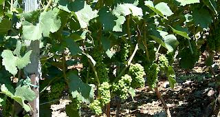 Beitr&auml;ge der Nichtmitglieder d&uuml;rften nur f&uuml;r die Finanzierung der Kommunikationsmassnahmen verwendet werden, deren Nutzen auch den Nichtmitgliedern der Organisation zukommt.