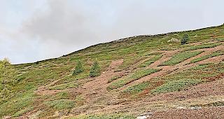 Gerodet. Diese Gassen rund um die Zwergstr&auml;ucher, die im Rahmen eines Pilotprojekts des Landschaftsparks Binntal entstanden sind, sollen die optimale Artenvielfalt bringen.Foto Remo Wenger