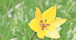 Blumenfreund. Biologe Olivier Putallaz will der T&ouml;rbjer Tulpe auf den Grund gehen und dabei auch die Bev&ouml;lkerung miteinbeziehen.