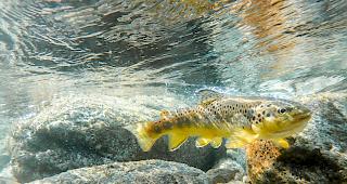 Quietschfidel. Die Forelle schwimmt und schwimmt &ndash; wenn der Lebensraum stimmt.