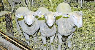 Flottes Trio. Die Schafe sind neugierig und sich gutgesinnt &ndash; K&auml;mpfe fechten sie nicht aus.