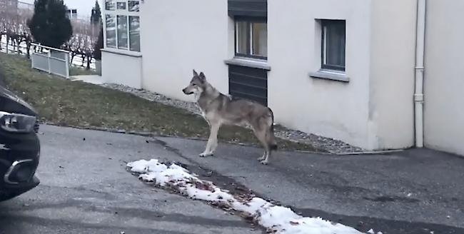 Ein ausgebüxter Wolfshund in Visp macht derzeit im Netz die Runde.